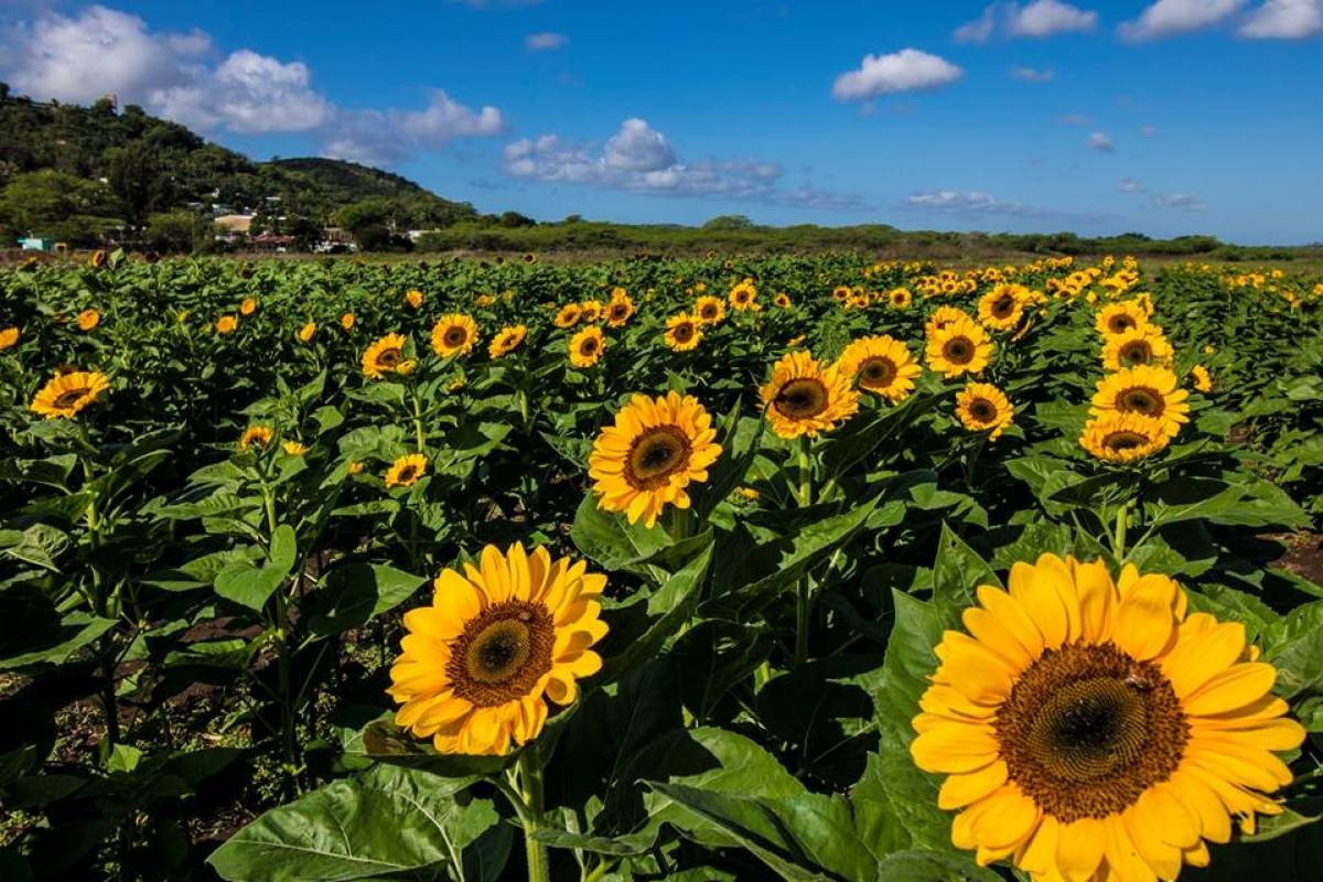 Campo de Girasoles